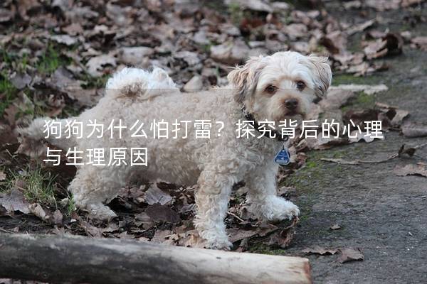 狗狗为什么怕打雷？探究背后的心理与生理原因