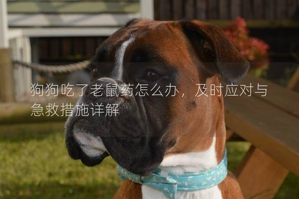 狗狗吃了老鼠药怎么办，及时应对与急救措施详解