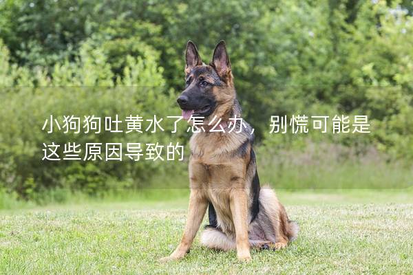 小狗狗吐黄水了怎么办，别慌可能是这些原因导致的