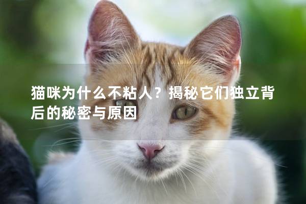 猫咪为什么不粘人？揭秘它们独立背后的秘密与原因