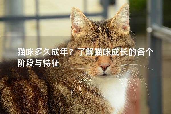 猫咪多久成年？了解猫咪成长的各个阶段与特征