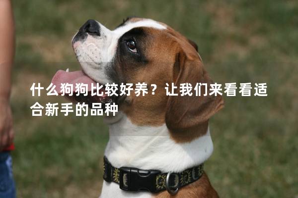 什么狗狗比较好养？让我们来看看适合新手的品种