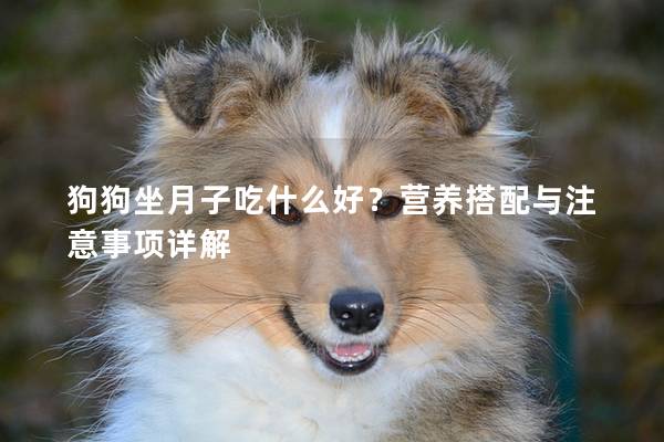 狗狗坐月子吃什么好？营养搭配与注意事项详解