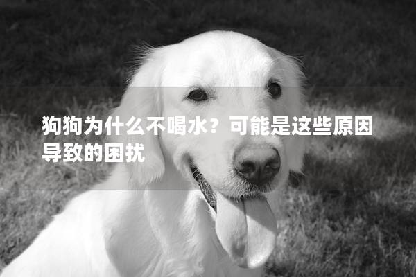 狗狗为什么不喝水？可能是这些原因导致的困扰