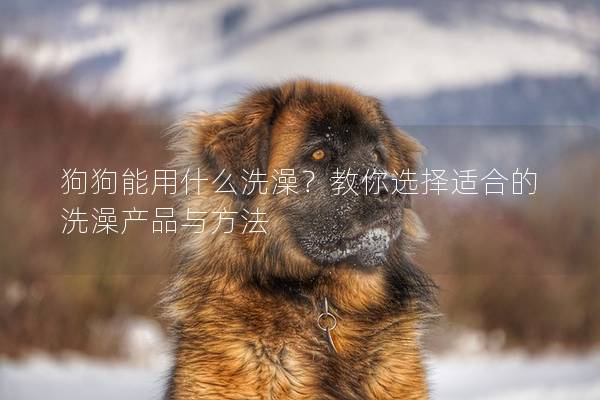 狗狗能用什么洗澡？教你选择适合的洗澡产品与方法