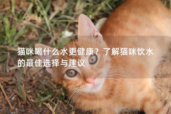 猫咪喝什么水更健康？了解猫咪饮水的最佳选择与建议