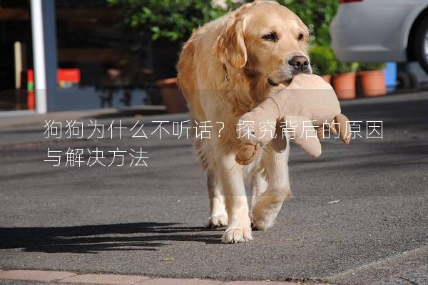 狗狗为什么不听话？探究背后的原因与解决方法