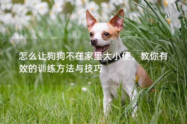 怎么让狗狗不在家里大小便，教你有效的训练方法与技巧