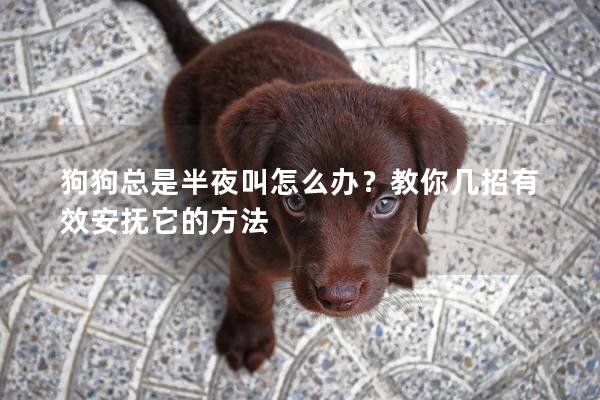 狗狗总是半夜叫怎么办？教你几招有效安抚它的方法