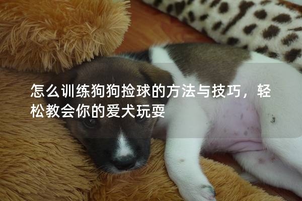 怎么训练狗狗捡球的方法与技巧，轻松教会你的爱犬玩耍
