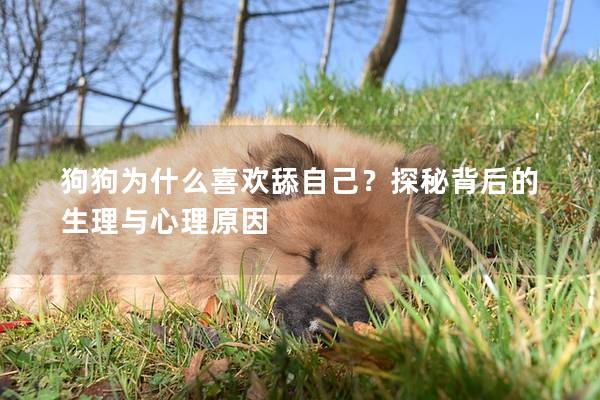 狗狗为什么喜欢舔自己？探秘背后的生理与心理原因