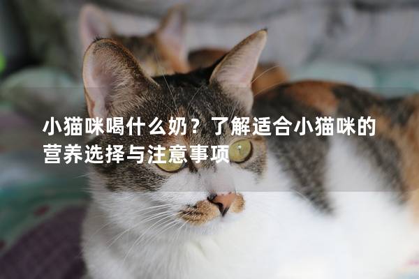 小猫咪喝什么奶？了解适合小猫咪的营养选择与注意事项