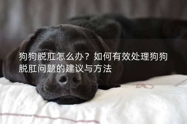 狗狗脱肛怎么办？如何有效处理狗狗脱肛问题的建议与方法