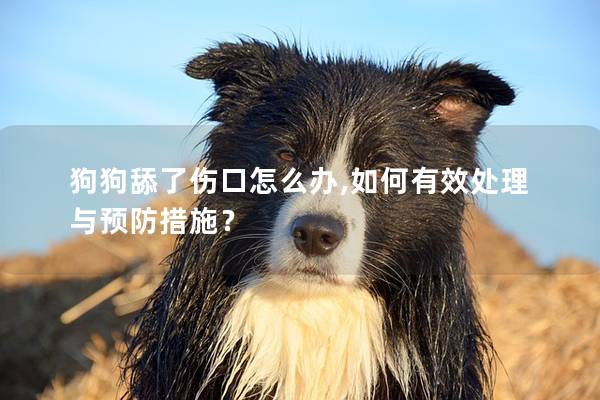 狗狗舔了伤口怎么办,如何有效处理与预防措施？