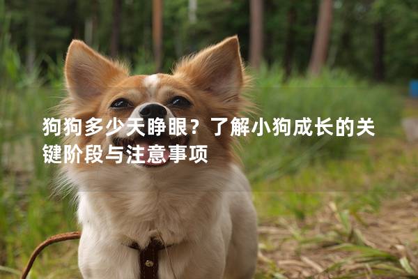 狗狗多少天睁眼？了解小狗成长的关键阶段与注意事项
