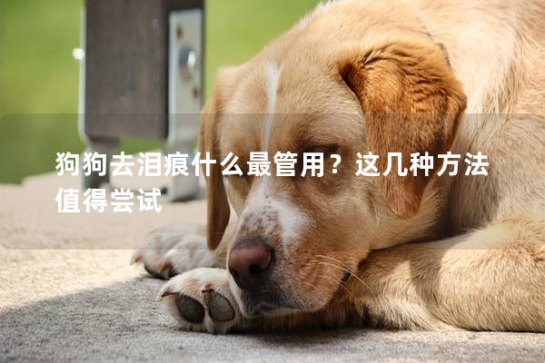狗狗去泪痕什么最管用？这几种方法值得尝试