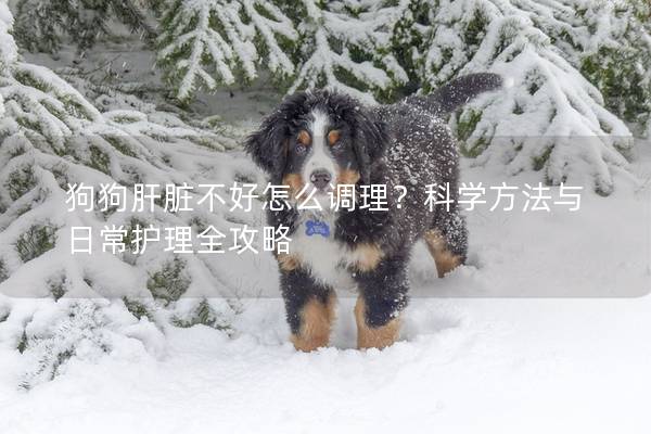 狗狗肝脏不好怎么调理？科学方法与日常护理全攻略