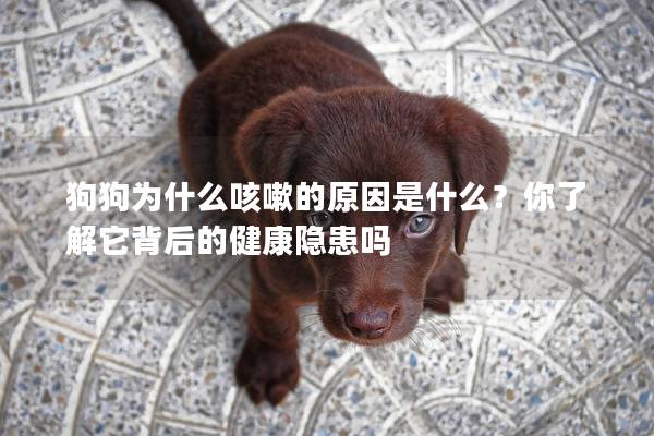 狗狗为什么咳嗽的原因是什么？你了解它背后的健康隐患吗
