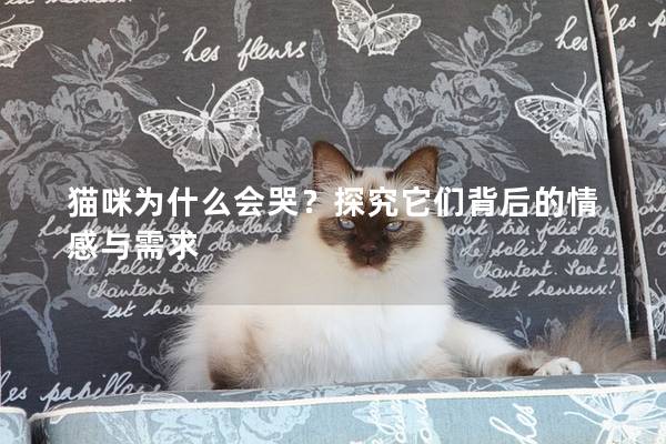 猫咪为什么会哭？探究它们背后的情感与需求