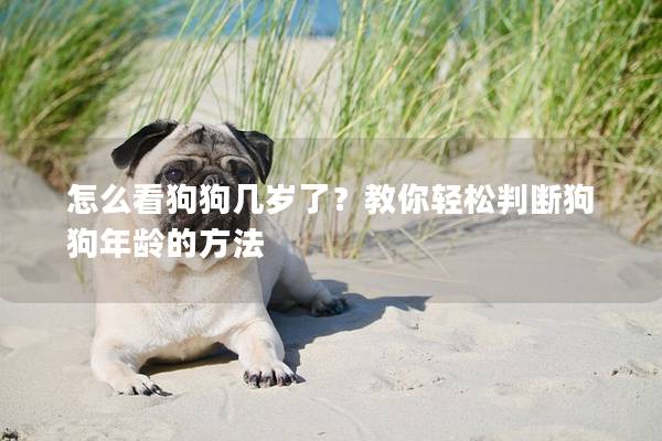 怎么看狗狗几岁了？教你轻松判断狗狗年龄的方法