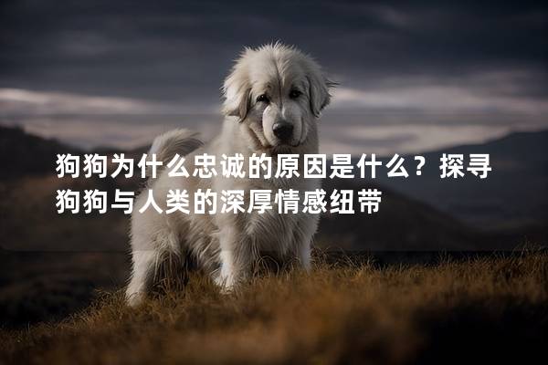 狗狗为什么忠诚的原因是什么？探寻狗狗与人类的深厚情感纽带