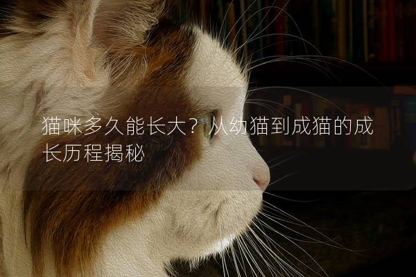 猫咪多久能长大？从幼猫到成猫的成长历程揭秘