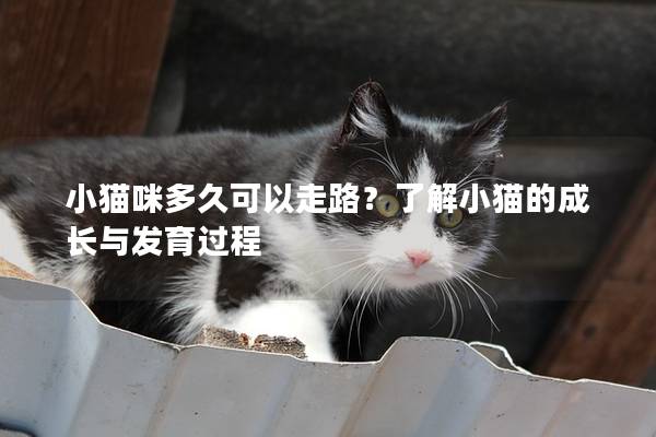 小猫咪多久可以走路？了解小猫的成长与发育过程