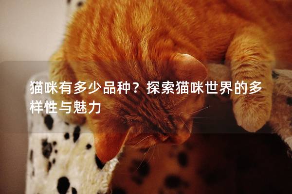 猫咪有多少品种？探索猫咪世界的多样性与魅力