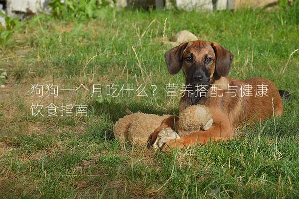 狗狗一个月吃什么？营养搭配与健康饮食指南