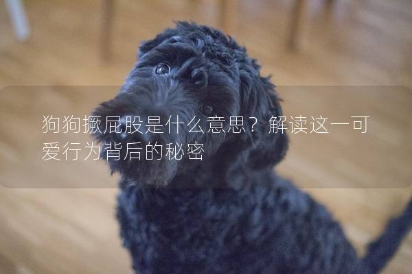 狗狗撅屁股是什么意思？解读这一可爱行为背后的秘密