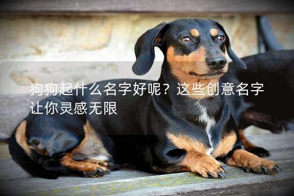 狗狗起什么名字好呢？这些创意名字让你灵感无限