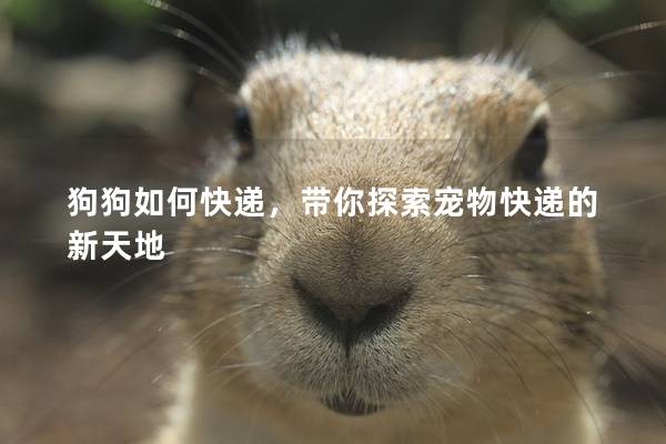 狗狗如何快递，带你探索宠物快递的新天地