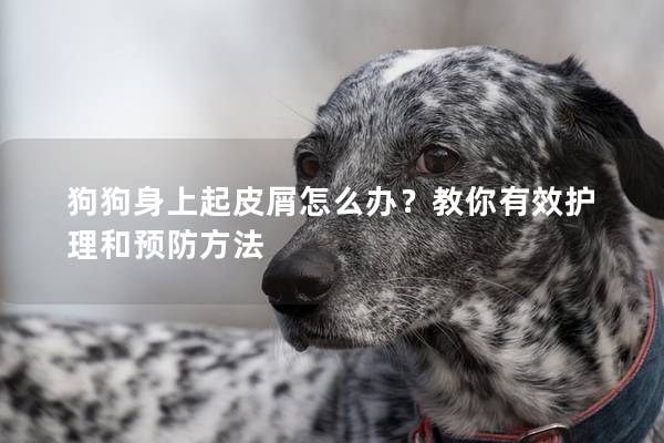 狗狗身上起皮屑怎么办？教你有效护理和预防方法