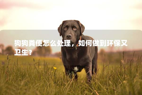狗狗粪便怎么处理，如何做到环保又卫生？