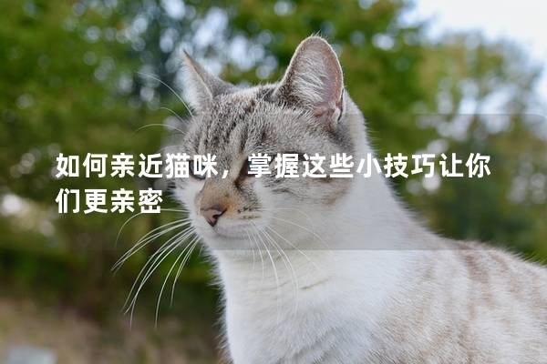 如何亲近猫咪，掌握这些小技巧让你们更亲密