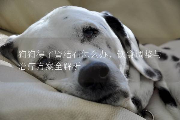 狗狗得了肾结石怎么办，饮食调整与治疗方案全解析