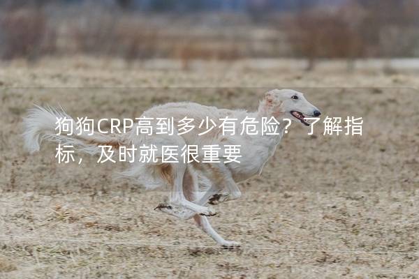 狗狗CRP高到多少有危险？了解指标，及时就医很重要