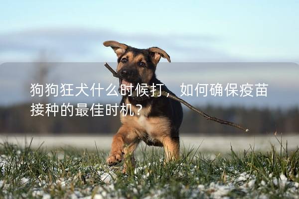 狗狗狂犬什么时候打，如何确保疫苗接种的最佳时机？