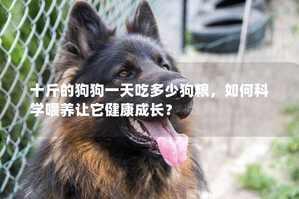 十斤的狗狗一天吃多少狗粮，如何科学喂养让它健康成长？