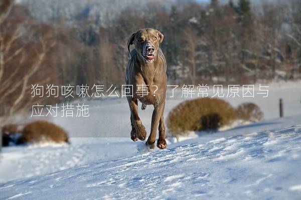 狗狗咳嗽怎么回事？了解常见原因与应对措施