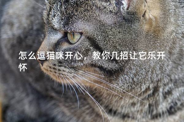 怎么逗猫咪开心，教你几招让它乐开怀