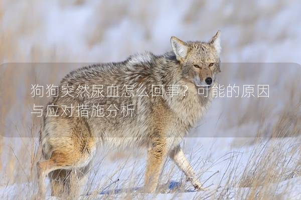 狗狗突然尿血怎么回事？可能的原因与应对措施分析