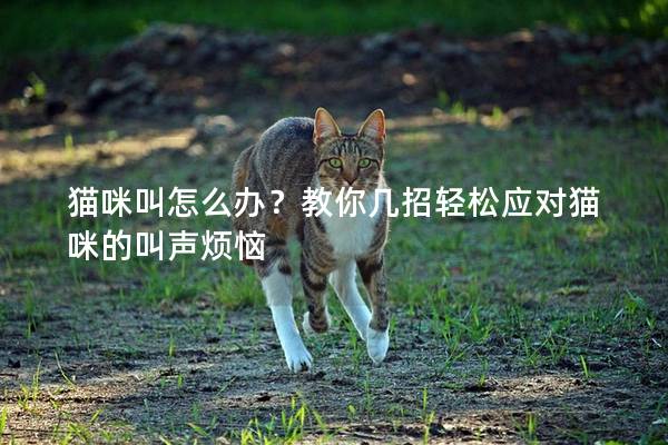 猫咪叫怎么办？教你几招轻松应对猫咪的叫声烦恼