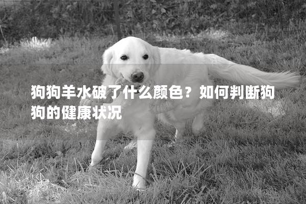 狗狗羊水破了什么颜色？如何判断狗狗的健康状况