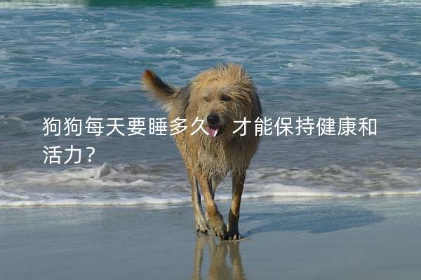 狗狗每天要睡多久，才能保持健康和活力？