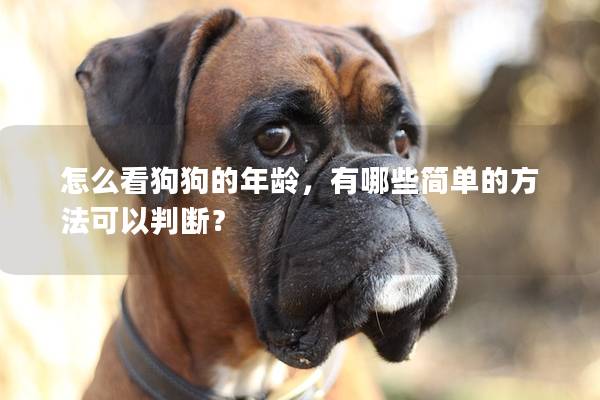 怎么看狗狗的年龄，有哪些简单的方法可以判断？