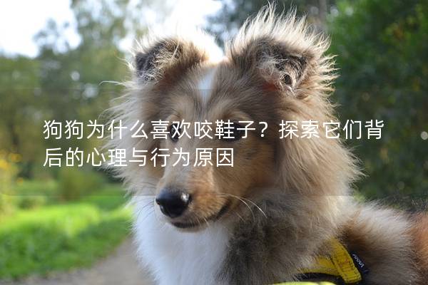 狗狗为什么喜欢咬鞋子？探索它们背后的心理与行为原因
