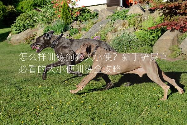 怎么样训练狗狗大小便？新手铲屎官必看的大小便训练全攻略