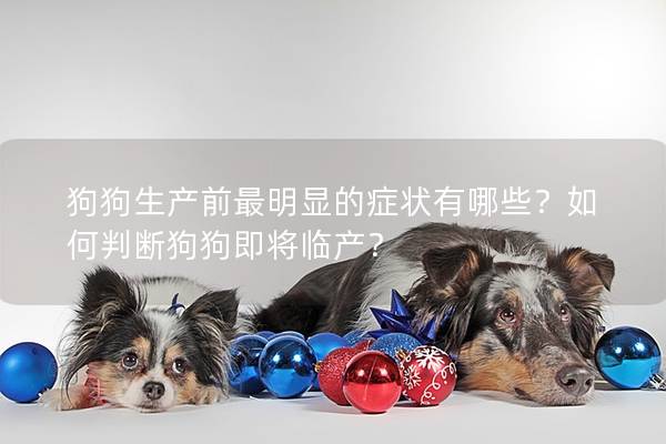 狗狗生产前最明显的症状有哪些？如何判断狗狗即将临产？