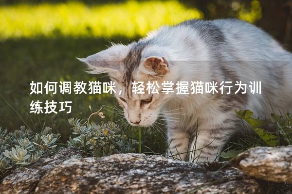 如何调教猫咪，轻松掌握猫咪行为训练技巧